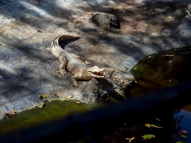 Een witte krokodil opent zijn mond in de dierentuin.