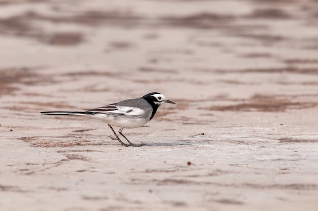 Een witte kwikstaart loopt op de grond