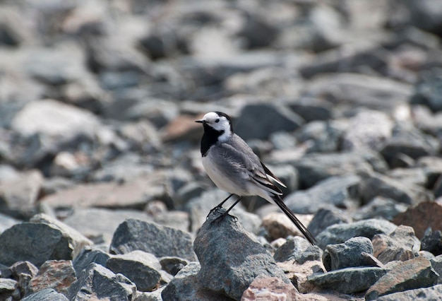 Een witte kwikstaart Motacilla alba zit op rotsen op een zonnige dag KhantyMansiysk West-Siberië