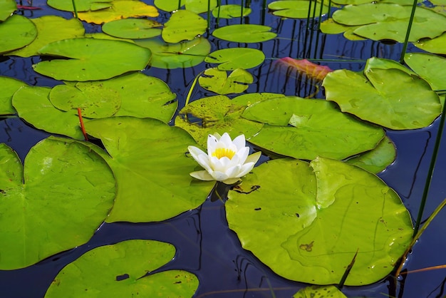 Een witte leliebloem in het water met groene bladeren op het meer