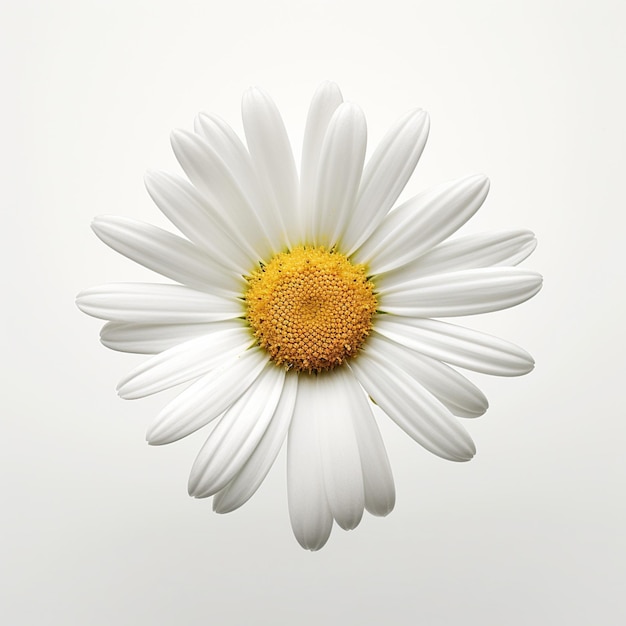 Eén witte madeliefje bloem geïsoleerd op een witte achtergrond plat leg top view bloempatroon