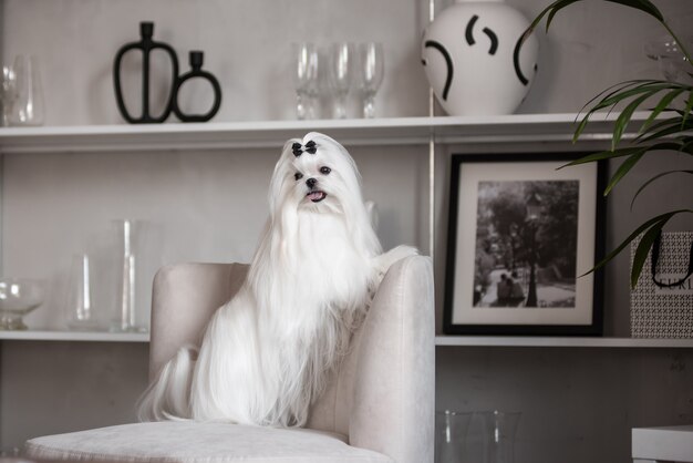 Een witte Maltese hond in een prachtig interieur. Schitterende verzorging.