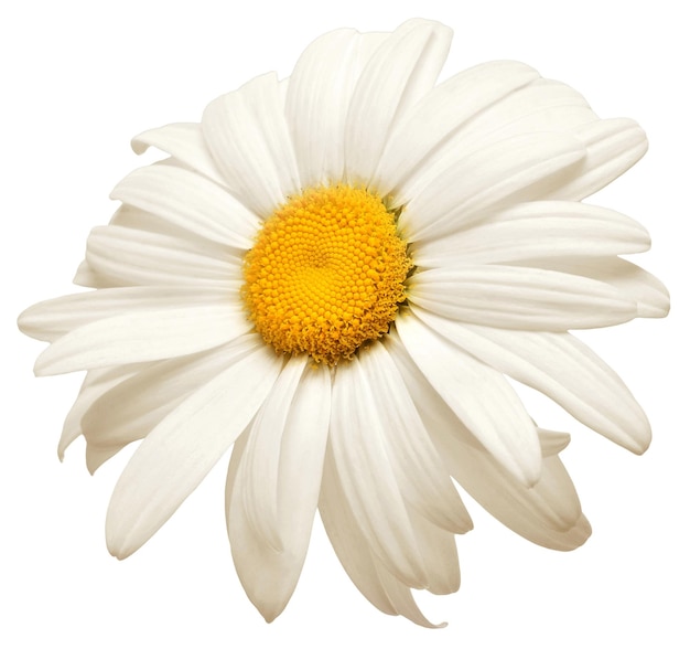 Een witte margriet bloem geïsoleerd op een witte achtergrond Plat lag bovenaanzicht Bloemmotief object