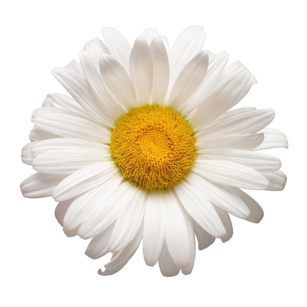 Een witte margriet hoofd bloem geïsoleerd op een witte achtergrond Plat lag bovenaanzicht Bloemmotief object