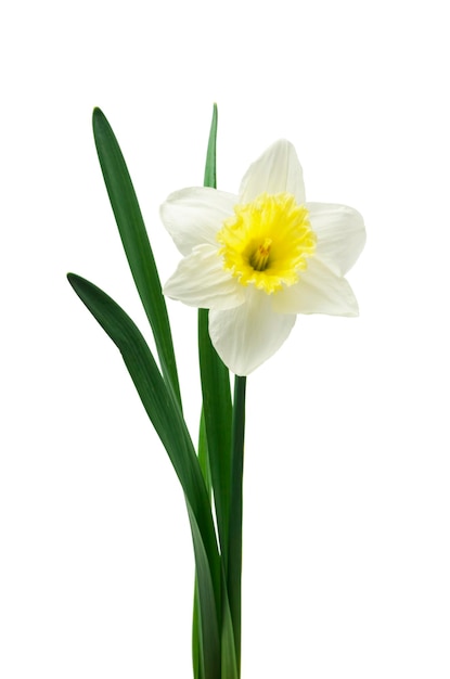 Een witte narcis met een geel hart en groene bladeren op een witte achtergrond