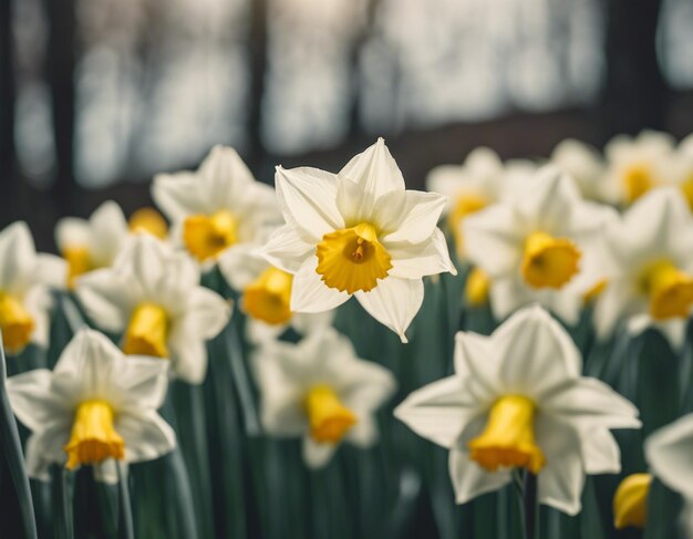 Een witte narcissus bloeit