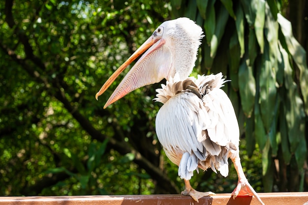 Een witte pelikaan in een park zit op een hek close-up. vogels kijken