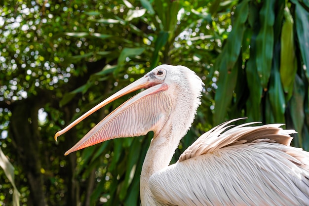 Een witte pelikaan in een park zit op hek close-up. Vogels kijken
