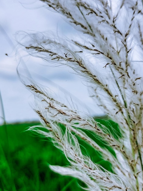 Foto een witte plant met lange pluizige veren