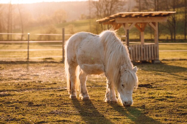 Een witte pony graast in een weiland met op de achtergrond een houten tuinhuisje.