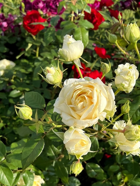 Een witte roos met een gele bloem in het midden.