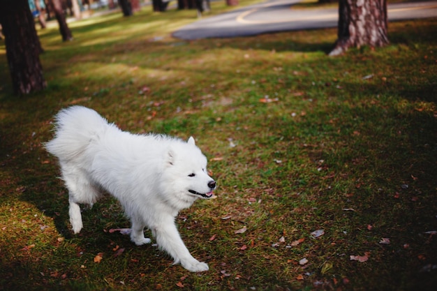 Een witte samojeed hond die in een park loopt