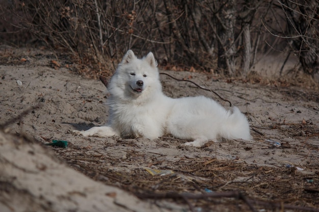 Een witte samojeed hond die op het strand ligt