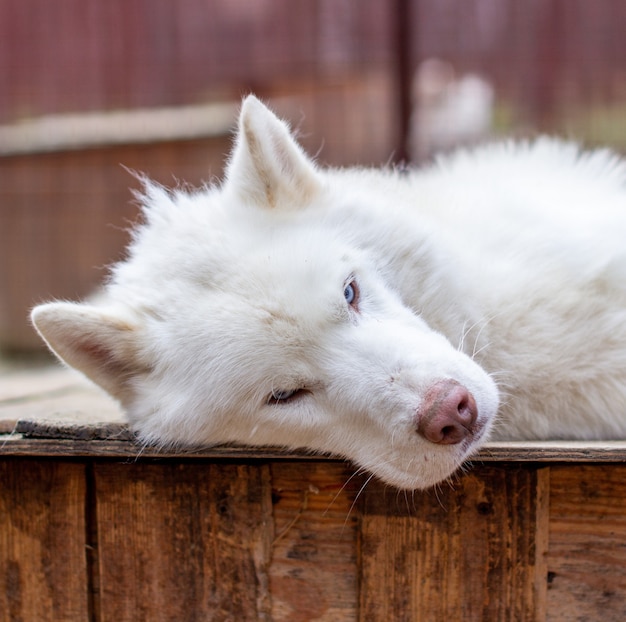 Een witte Siberische husky ligt op een houten huis.