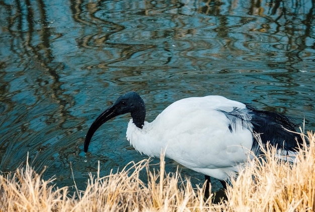 Een witte sierlijke ibisvogel op de vijver Birdwatching