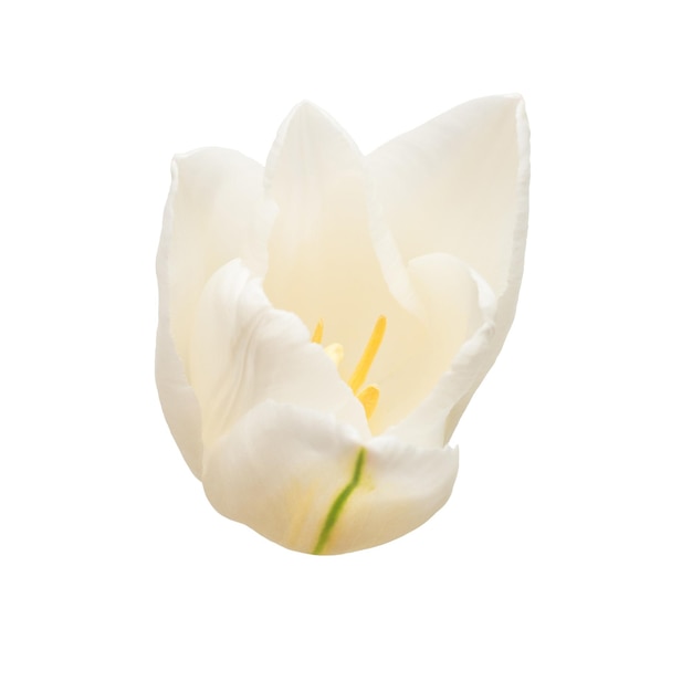 Een witte tulp bloem geïsoleerd op een witte achtergrond. Stilleven, huwelijk. Platliggend, bovenaanzicht