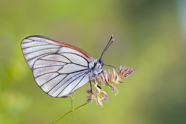 Een witte vlinder met zwarte aderen (Aporia crataegi) zittend op een grassprietje op een natuurlijk groen