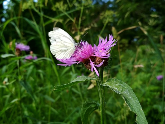 Een witte vlinder zit op een paarse bloem