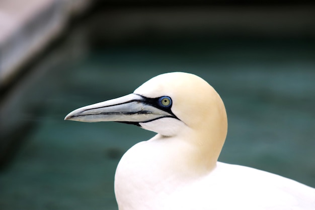 Een witte vogel met een blauw oog en een blauw oog.