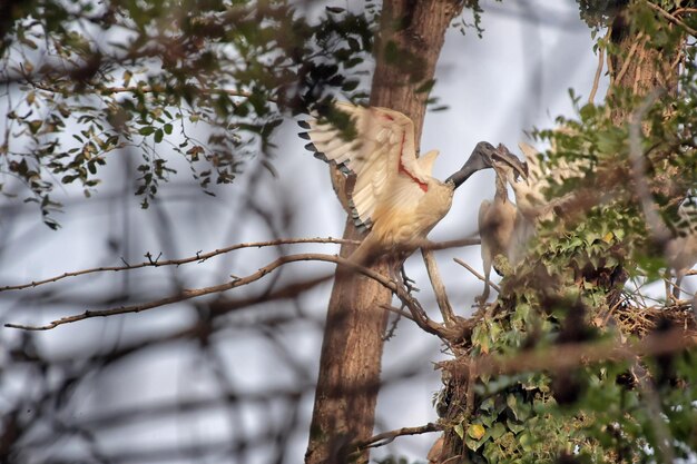 Een witte vogel met een rode snavel zit in een boom