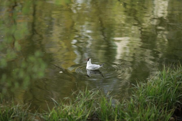 Een witte zeemeeuw met een zwarte kop zwemt op een meer in een stadspark-closeup