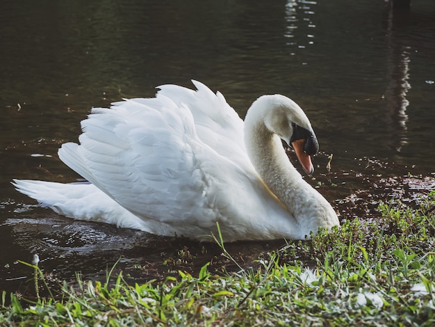 Foto een witte zwaan die op het water zwemt