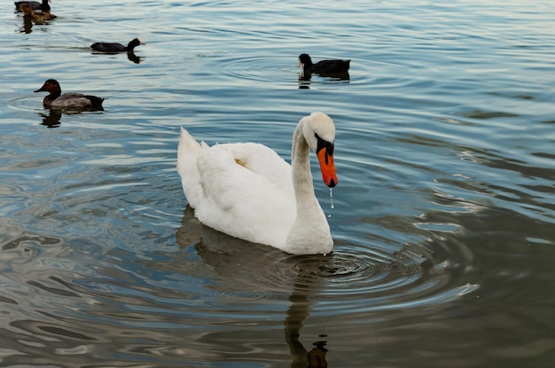 Een witte zwaan in een meer in de buurt van de kust.