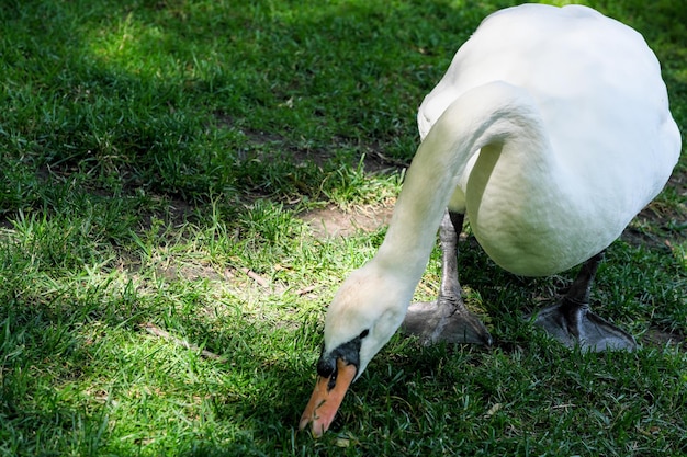 Een witte zwaan op een groen gras