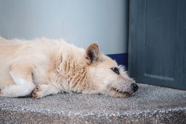 Een witte zwerfhond die alleen aan de kant van de straat ligt met een droevig gezicht