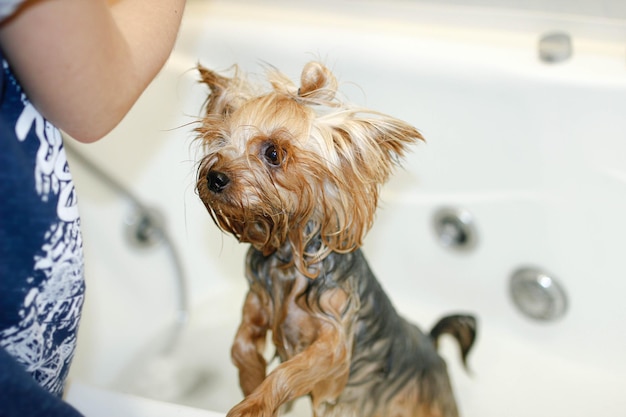 Een yorkshire terrier-hond wassen in de badkamer