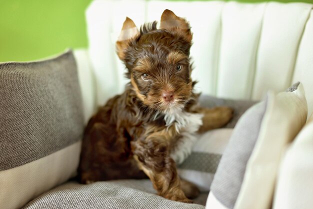 Een Yorkshire Terrier hond zit op een beige stoel