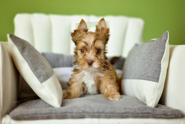 Een Yorkshire Terrier hond zit op een beige stoel