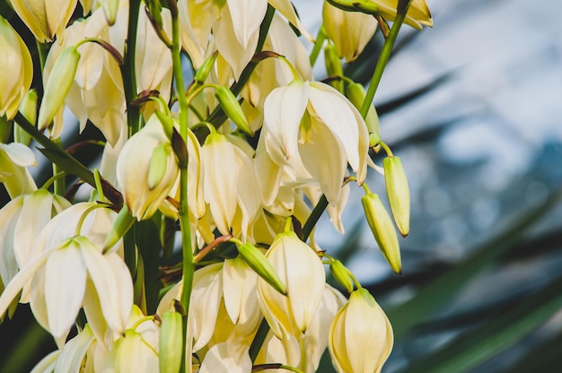 Een Yucca-bloem in een close-up shot met ongerichte achtergrond