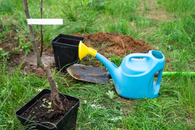 Een zaailing van een appelboom in de tuin wordt voorbereid om in de volle grond te planten Fruitboom van de kwekerij die biologisch fruit op uw site kweekt