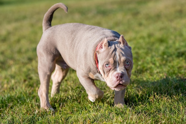 Een zak lila kleur mannelijke Amerikaanse bullebak puppy hondje loopt