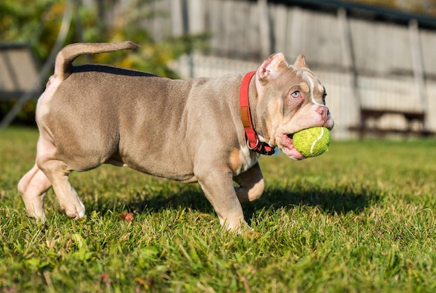 Een zak mannelijke amerikaanse bullebak puppy hondje speelt met tennisbal op gras