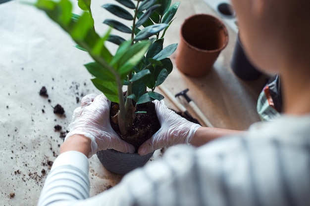 Foto een zamiokulkas-bloem verplanten dameshanden met homeplant