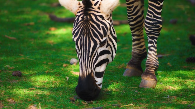 Foto een zebra graast in het gras en eet