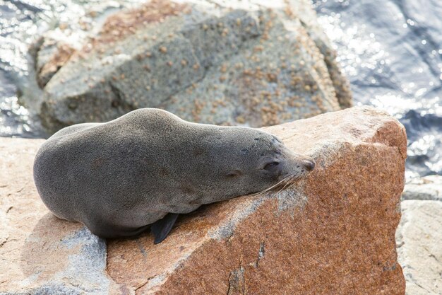 Foto een zeehond in de zon in narooma, new south wales, australië