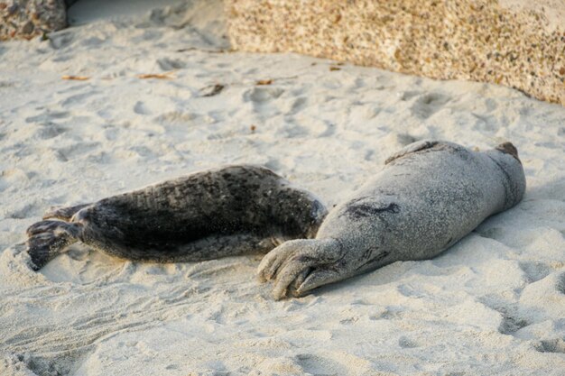 Een zeehond op het strand