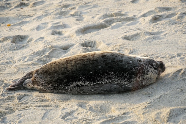 Een zeehond op het strand