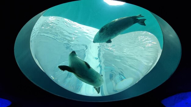 Foto een zeehond zwemt in een tank met een blauwe achtergrond