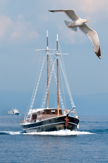 Een zeemeeuw en een passagiersboot op zee