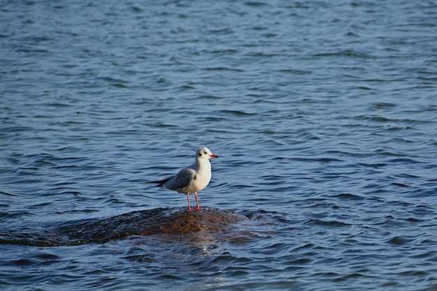 Een zeemeeuw staat op een rots in het water