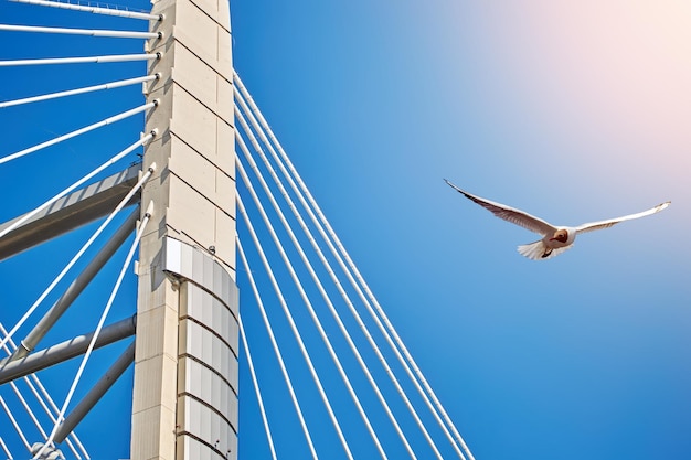 Een zeemeeuw vliegt over de touwen van een tuibrug tegen een blauwe lucht