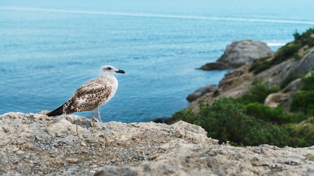 Een zeemeeuw zit op een rots tegen de blauwe zee. Vogels van de kustzone van de Zwarte Zee