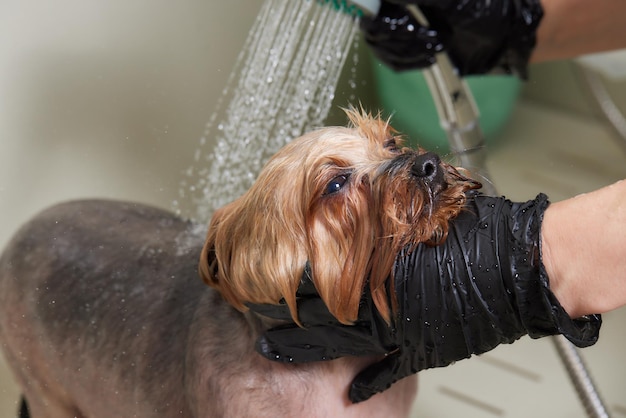 Een zeepachtige yorkshire terrier wassen met water in een trimsalon