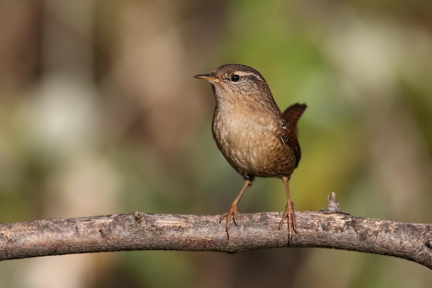 Een zeer close-up foto van een Euraziatische winterkoninkje (Troglodytes troglodytes) zittend op een tak tegen een wazige achtergrond in zacht ochtendlicht. Identificatieborden worden gelezen