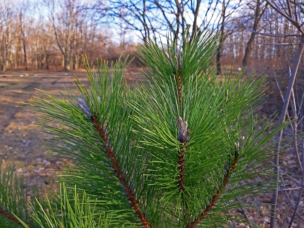 Een zeer mooie jonge dennenboom in het voorjaar