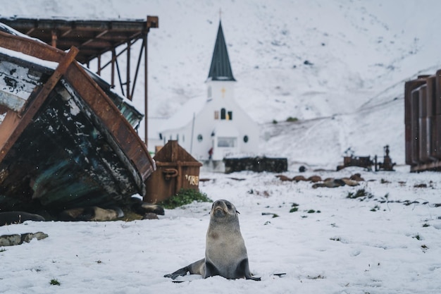 Foto een zegel voor de kerk van grytviken